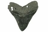 Huge, Fossil Megalodon Tooth - South Carolina #383196-2